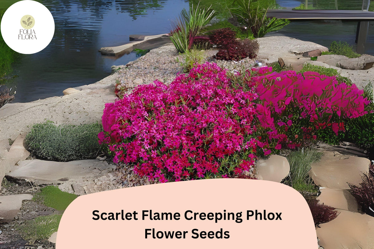 100 Scarlet Flame Creeping Phlox Seeds - Groundcover Perennial Flower