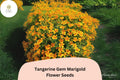 Tangerine Gem Marigold Seeds - Citrus-Scented Orange Blooms (25 Seeds)
