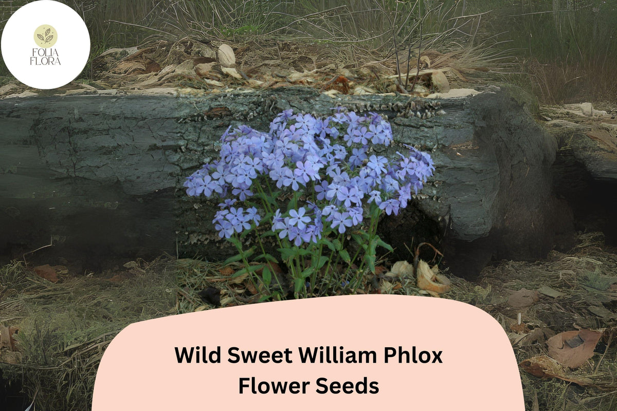 100 Wild Sweet William Phlox Seeds - Pink Lavender Perennial Flower