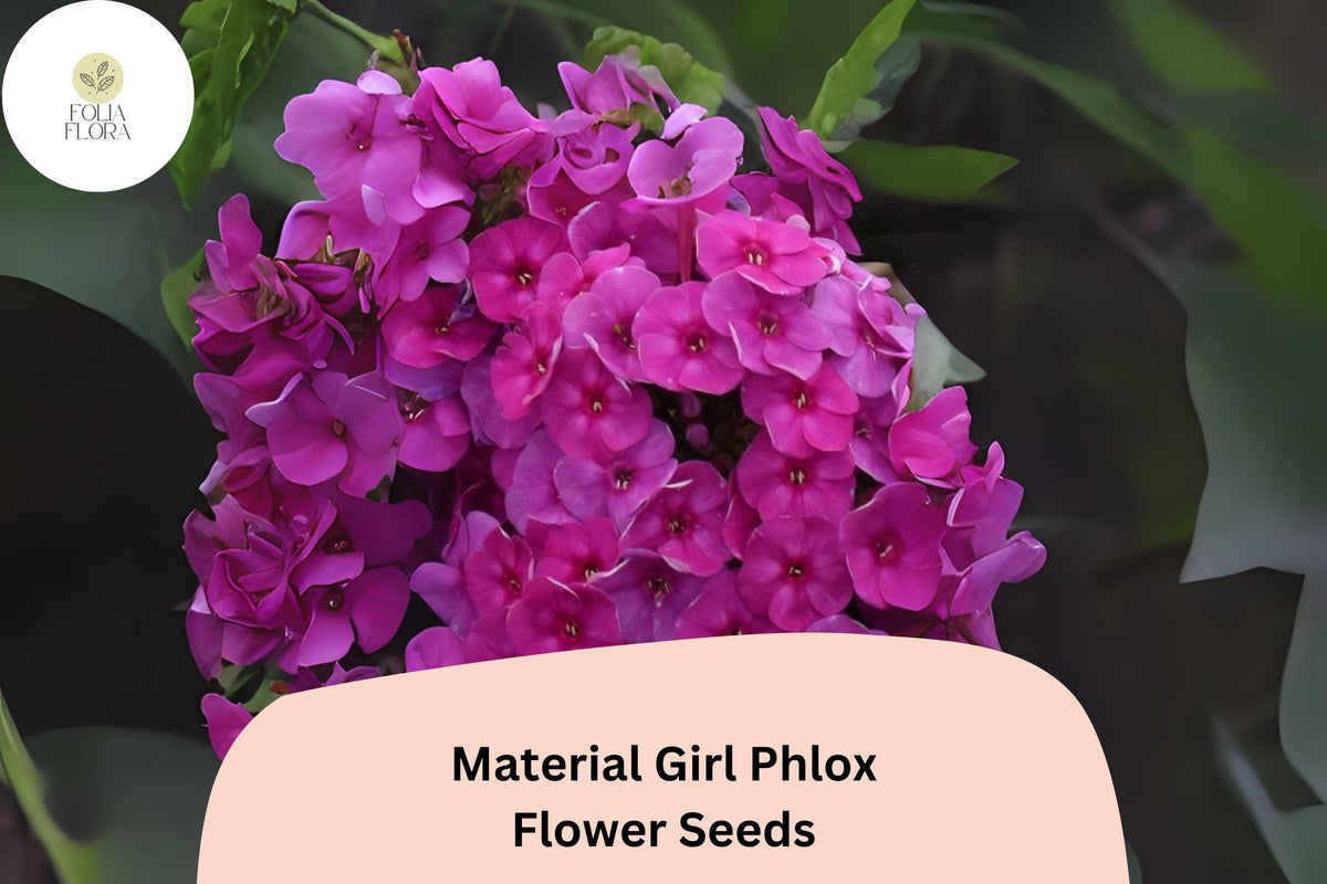 100 Material Girl Phlox Seeds – Vibrant Perennial Garden Flower