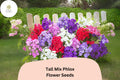 100 Tall Mix Phlox Seeds - Perennial Garden Flowers, Phlox paniculata Blend