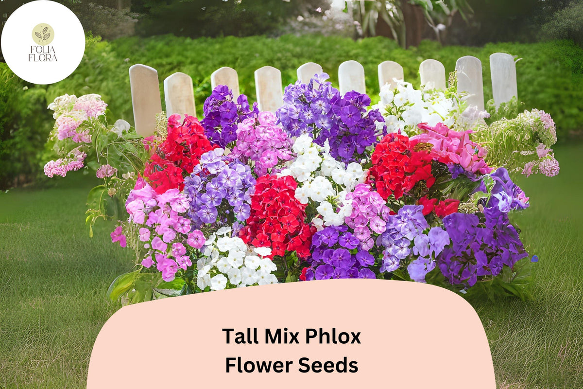 100 Tall Mix Phlox Seeds - Perennial Garden Flowers, Phlox paniculata Blend