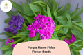 100 Purple Flame Phlox Seeds - Compact Perennial Garden Flowers, Phlox paniculata