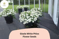 100 Gisele White Phlox Seeds - Annual Garden Flowers, Phlox drummondii