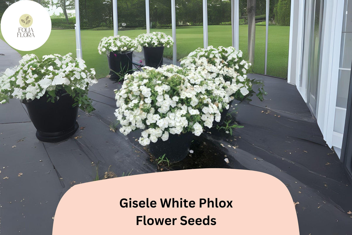 100 Gisele White Phlox Seeds - Annual Garden Flowers, Phlox drummondii