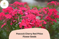 Cherry Red Phlox Seeds - Peacock Variety Garden Perennial (100 Seeds)