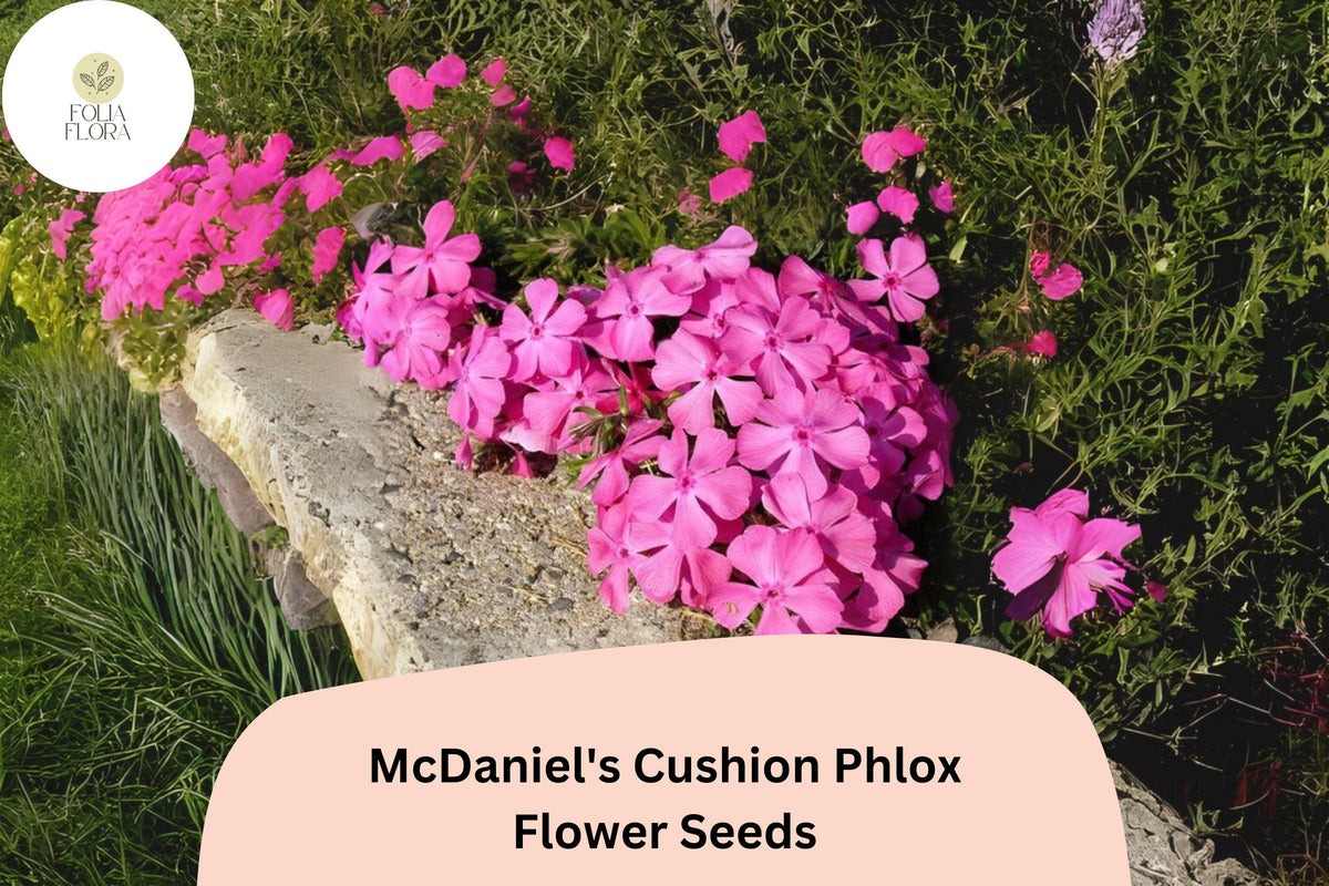 100 McDaniel's Cushion Phlox Seeds - Creeping Groundcover Phlox subulata
