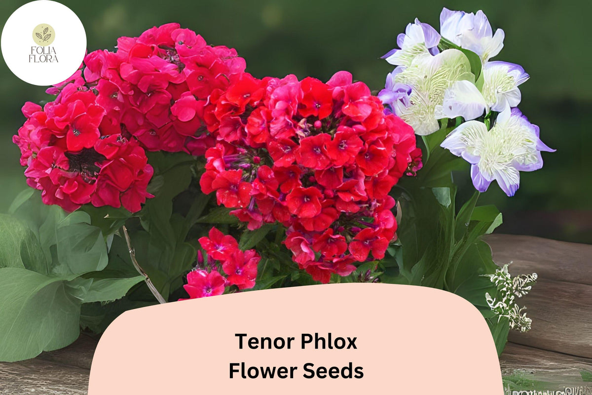 100 Tenor Phlox Seeds - Bright Red Summer Garden Flowers, Phlox paniculata