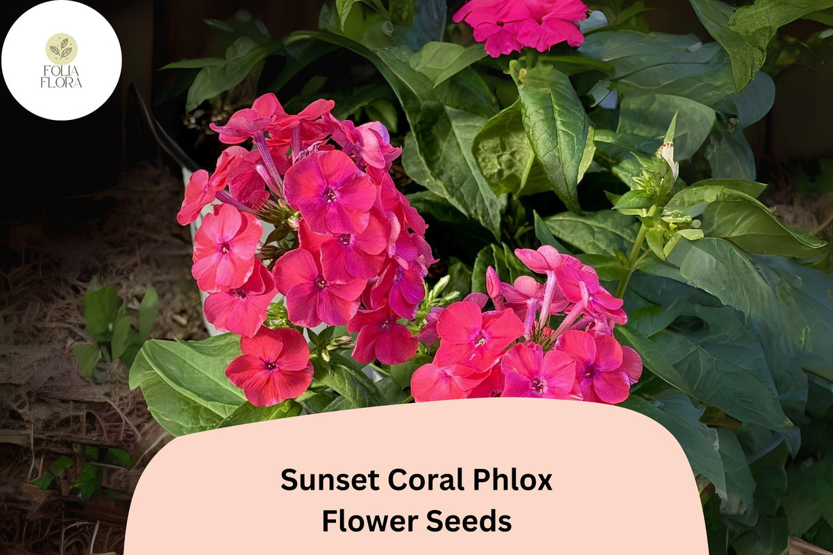 Sunset Coral Phlox Seeds – 100 Vibrant Garden Flower Seeds for Planting