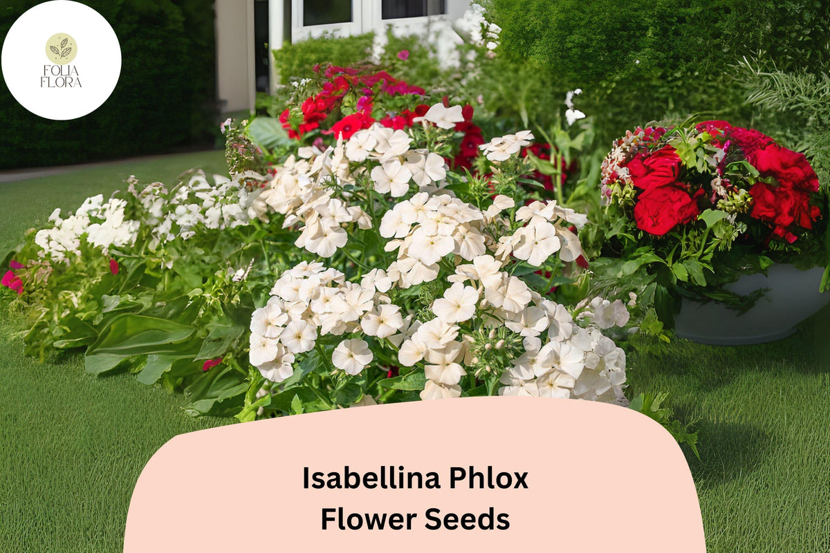 100 Isabellina Phlox Seeds - Creamy Yellow Phlox drummondii Garden Flowers