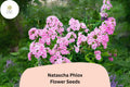 100 Natascha Phlox Seeds - Striped Pink & White Phlox paniculata Garden Flowers