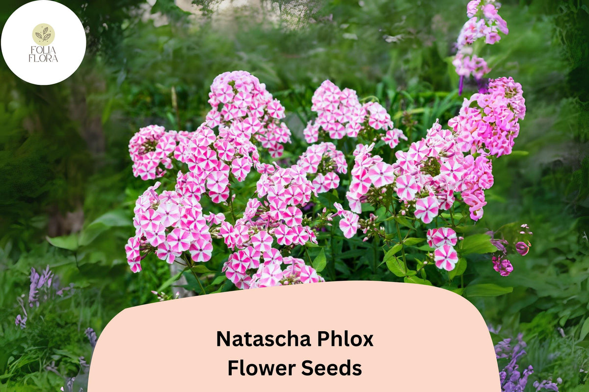 100 Natascha Phlox Seeds - Striped Pink & White Phlox paniculata Garden Flowers
