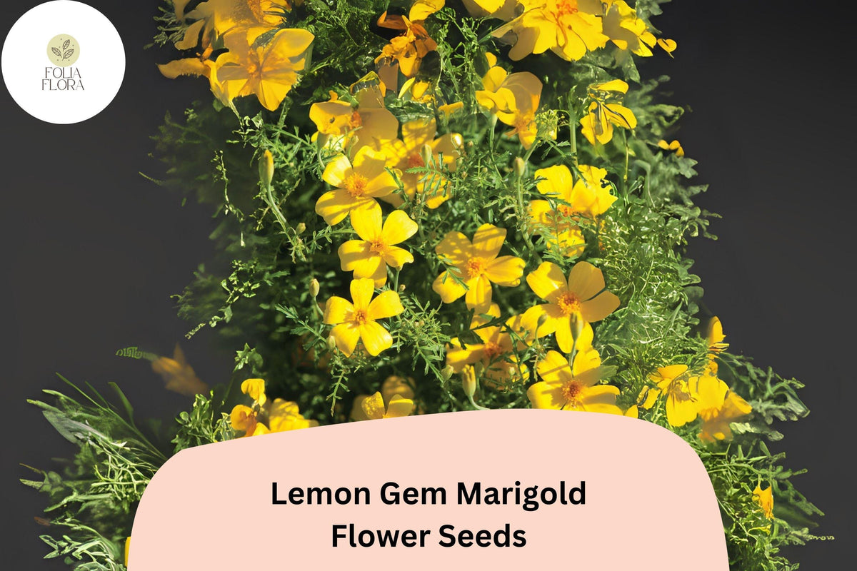 Lemon Gem Marigold Seeds - 25 Citrus-Scented Yellow Flowers for Planting