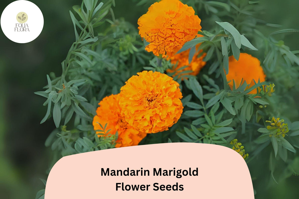 25 Mandarin Marigold Seeds - Bright Orange French Marigold