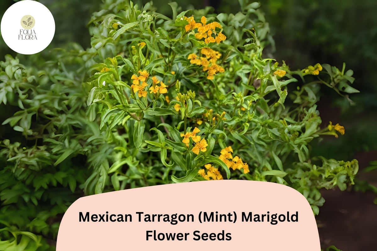 Mexican Tarragon Seeds – 25 Aromatic Herb Seeds with Golden Yellow Flowers