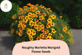 25 Naughty Marietta Marigold Seeds - Bicolor French Marigold