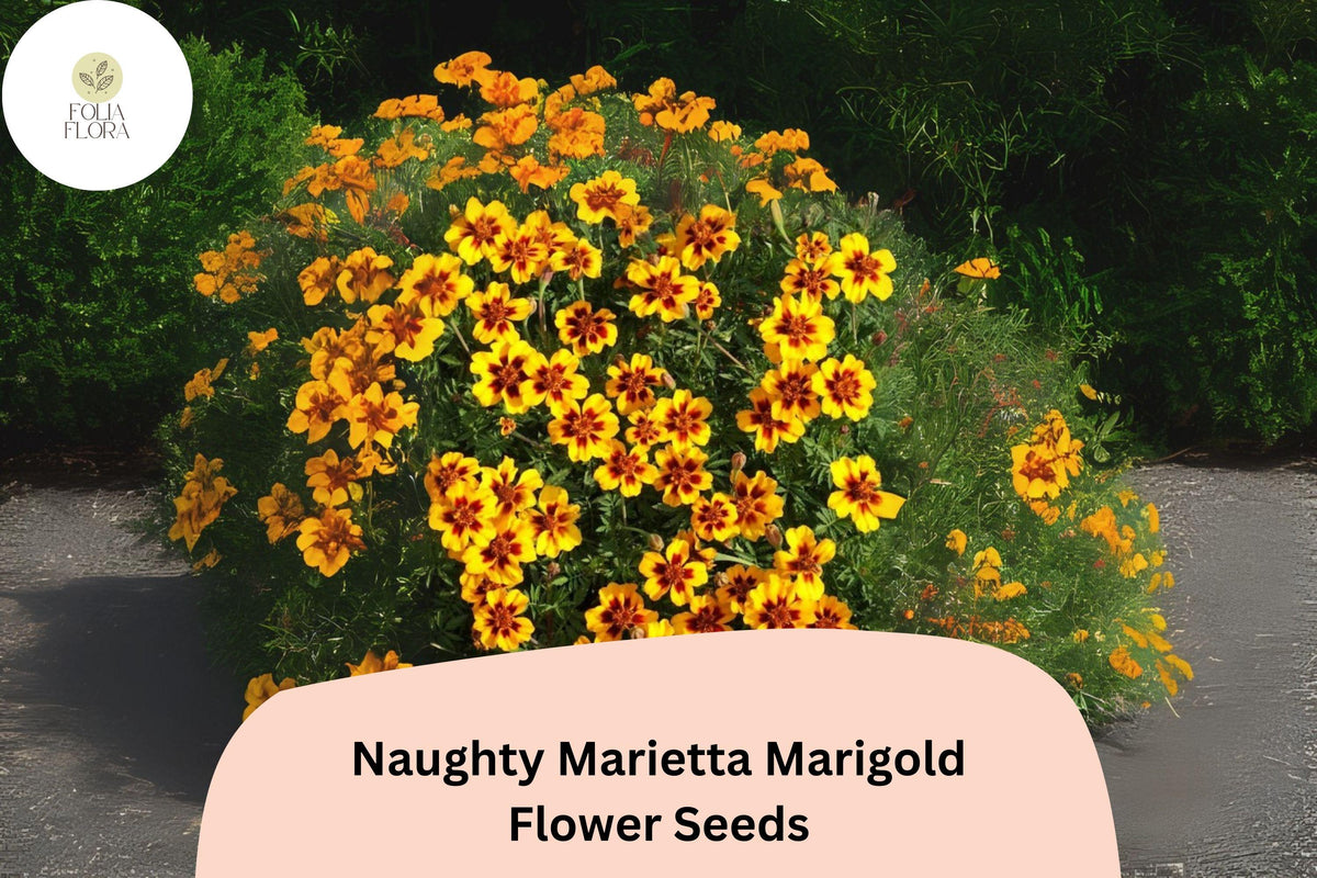 25 Naughty Marietta Marigold Seeds - Bicolor French Marigold