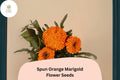 25 Spun Orange Marigold Seeds - Tagetes erecta Ruffled Blooms