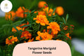 25 Tangerine Marigold Seeds - Tagetes patula Bright Orange Blooms for Easy Annual Garden Planting