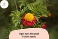 Tiger Eyes Marigold Seeds – Red-Yellow French Marigold (25 Seeds)