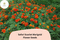 25 Safari Scarlet Marigold Seeds - Tagetes patula Bold Red Blooms for Planting