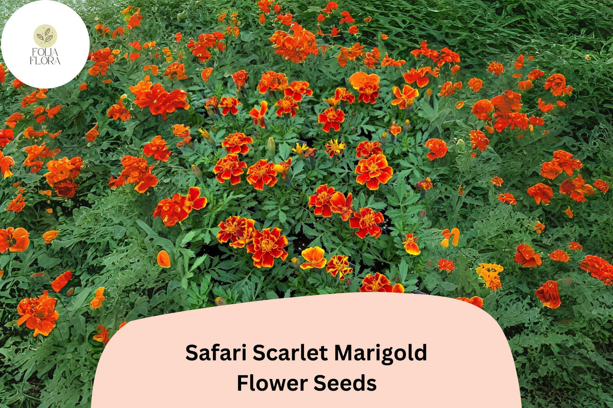 25 Safari Scarlet Marigold Seeds - Tagetes patula Bold Red Blooms for Planting