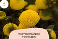 25 Inca Yellow Marigold Seeds - Tagetes erecta, Easy to Grow