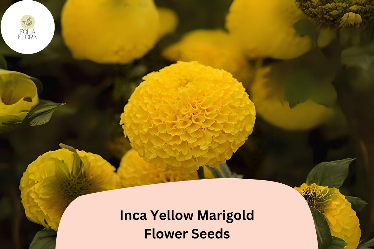 25 Inca Yellow Marigold Seeds - Tagetes erecta, Easy to Grow