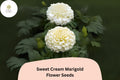 25 Sweet Cream Marigold Seeds - Tagetes erecta, Creamy White Blooms