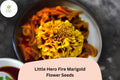 25 Fire Marigold Seeds - Tagetes Patula Red-Orange Blooms