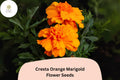 25 Cresta Orange Marigold Seeds - Tagetes erecta Cut Flower Seeds for Planting