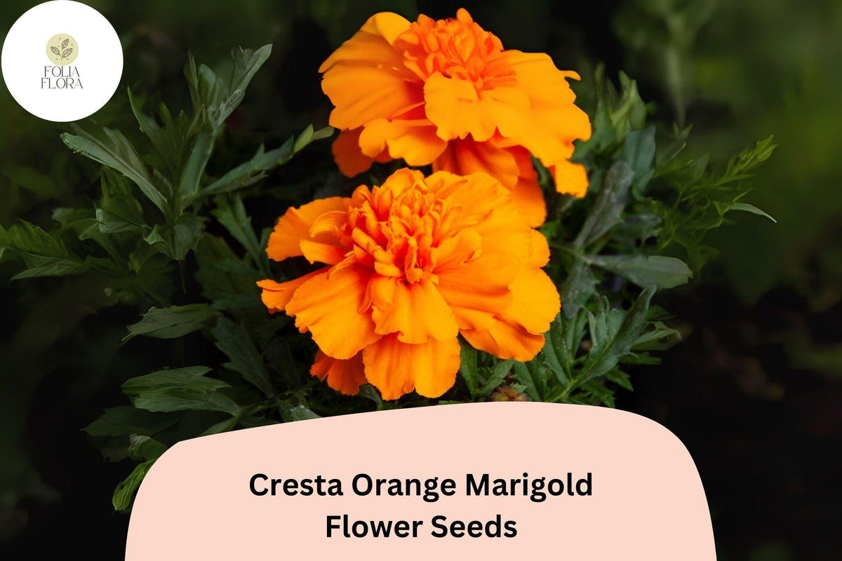 25 Cresta Orange Marigold Seeds - Tagetes erecta Cut Flower Seeds for Planting