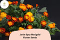 25 Janie Spry Marigold Seeds | French Marigold with Yellow-Red Blooms