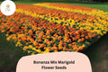 25 Bonanza Mix Marigold Seeds - Dwarf French Marigold Blend