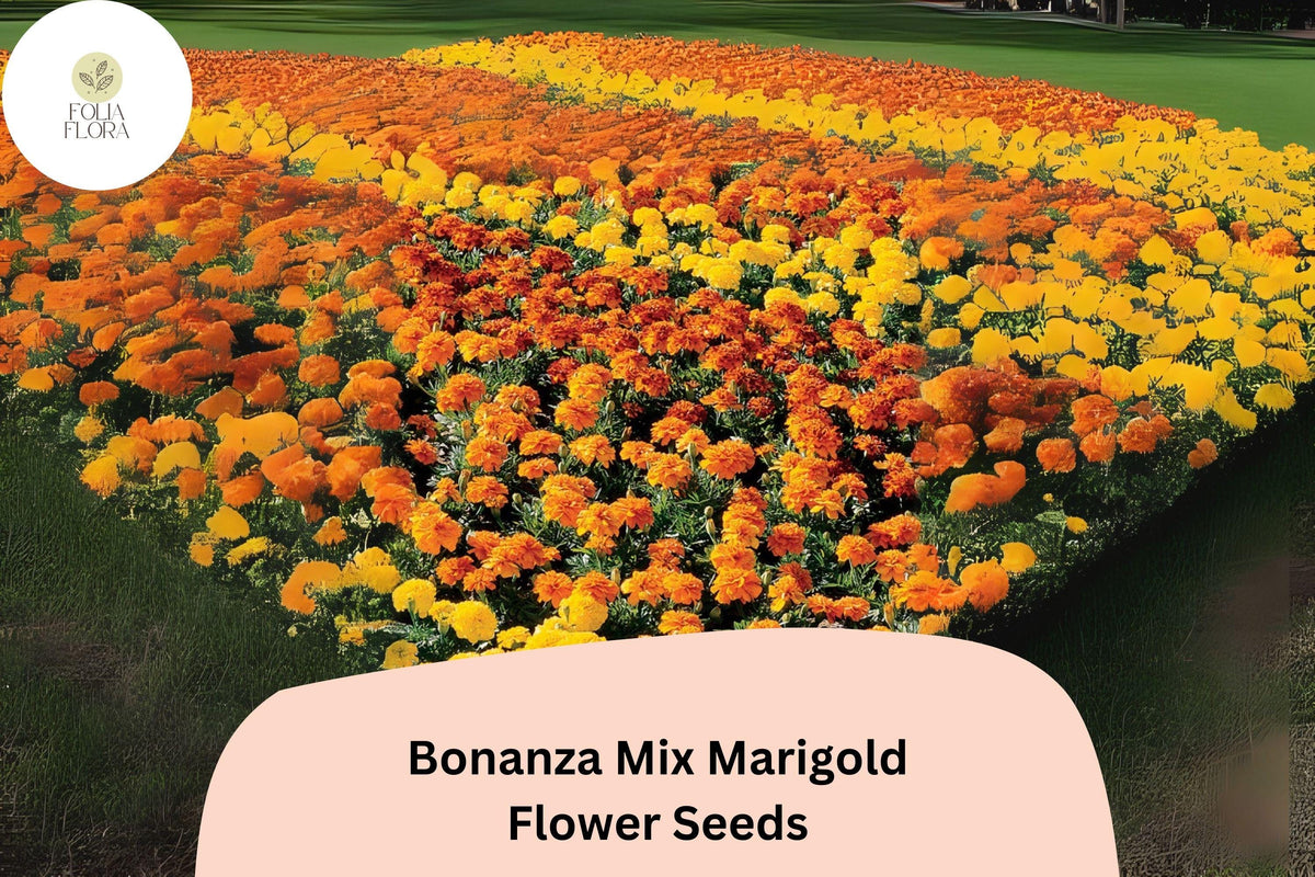 25 Bonanza Mix Marigold Seeds - Dwarf French Marigold Blend