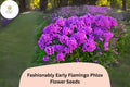 100 Fashionably Early Flamingo Phlox Seeds - Purple Garden Flowers, Phlox Hybrid