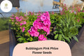 100 Bubblegum Pink Phlox Seeds - Phlox paniculata Perennial Garden Flowers