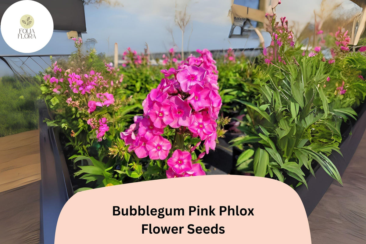 100 Bubblegum Pink Phlox Seeds - Phlox paniculata Perennial Garden Flowers