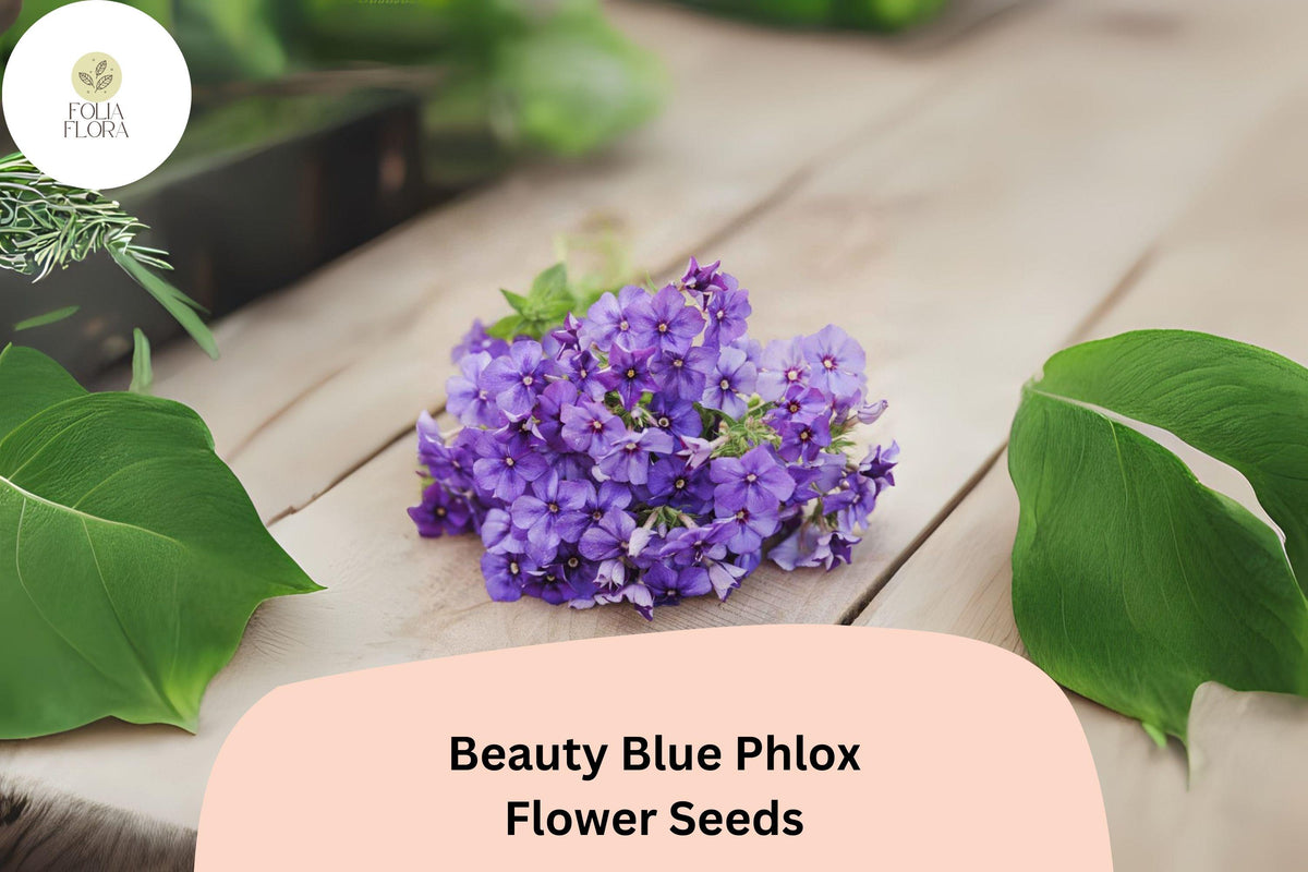 100 Beauty Blue Phlox Seeds - Perennial Garden Flowers, Phlox paniculata