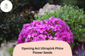 Opening Act Ultrapink Phlox Seeds – 100 Vibrant Perennial Phlox Hybrid Flower Seeds