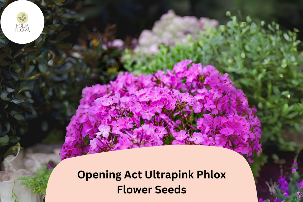 Opening Act Ultrapink Phlox Seeds – 100 Vibrant Perennial Phlox Hybrid Flower Seeds