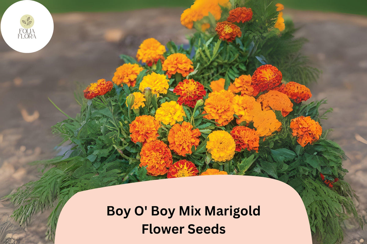 25 Dwarf French Marigold Seeds - Orange, Yellow & Red Blooms