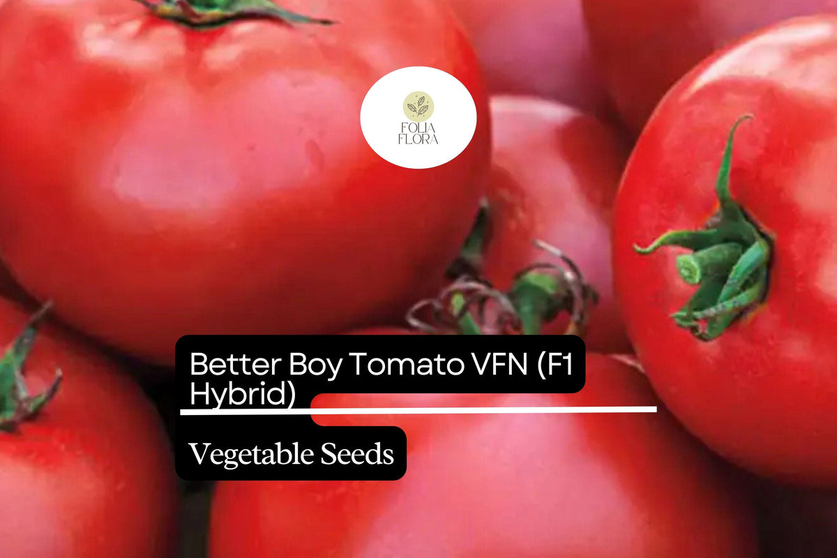 50 Better Boy Tomato Seeds - Hybrid Large Red Fruit for Home Gardens