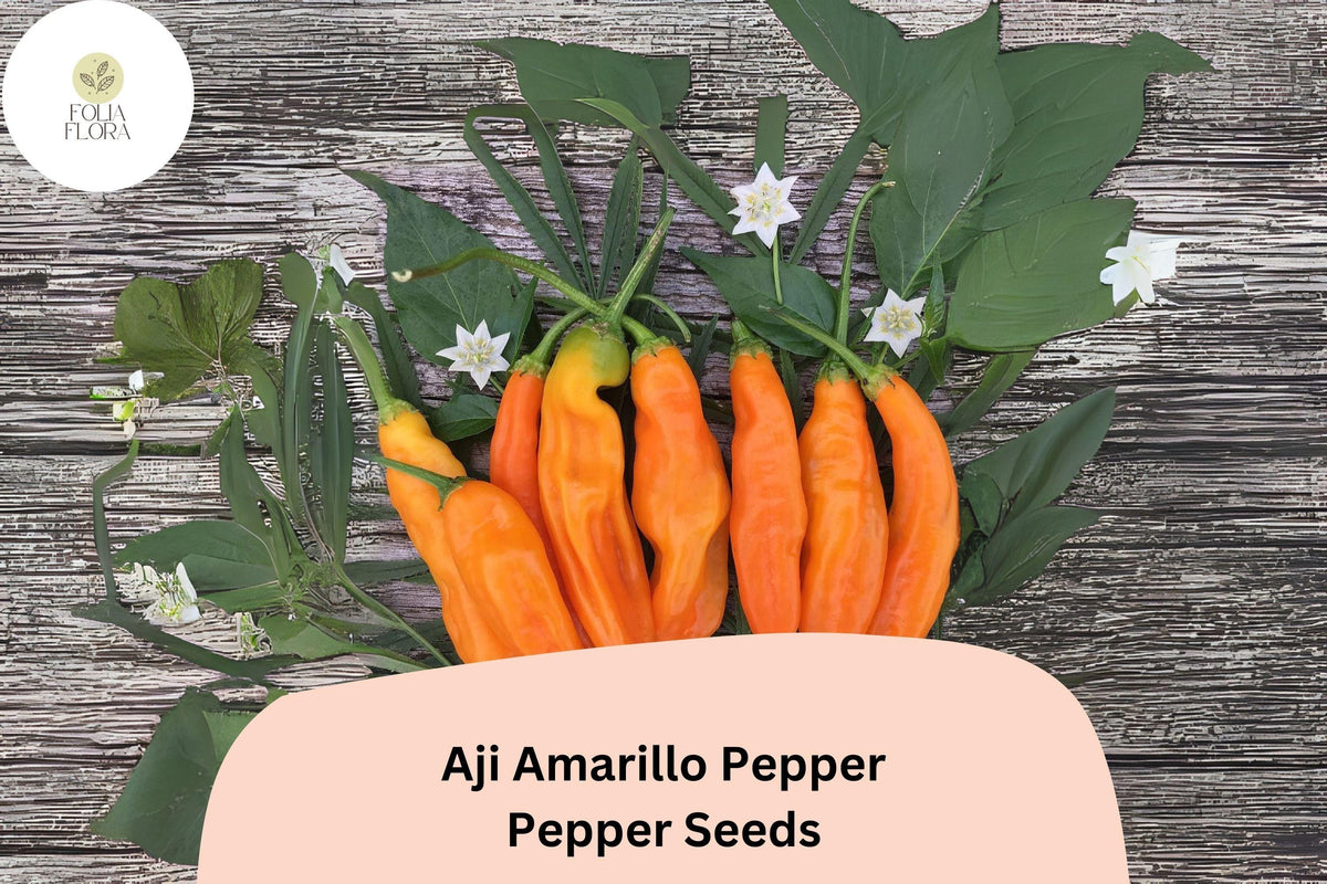 25 Aji Amarillo Pepper Seeds - Peruvian Heirloom Chili for Spicy Gardens