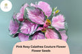 25 Pink Rosy Calathea Seeds - Exotic Tropical Foliage Plant