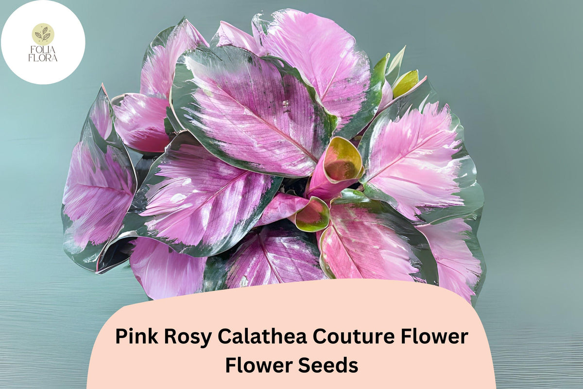 25 Pink Rosy Calathea Seeds - Exotic Tropical Foliage Plant