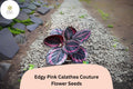 25 Edgy Pink Calathea Seeds – Exotic Tropical Houseplant
