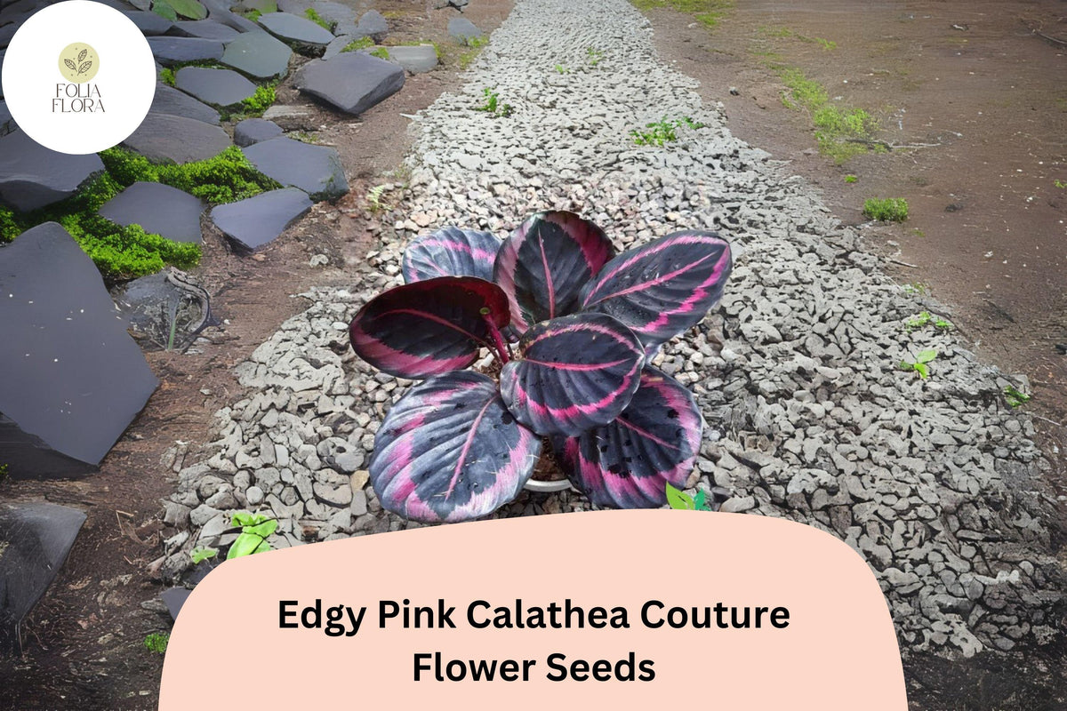25 Edgy Pink Calathea Seeds – Exotic Tropical Houseplant