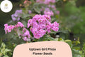 100 Uptown Girl Phlox Seeds – Perennial Phlox paniculata with Pink Blooms and Dark Eyes