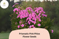 100 Prismatic Pink Phlox Seeds - Summer Perennial Flowers